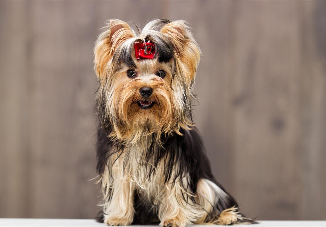 小型宠物犬多少钱一只,十种最省心的小型犬多少钱一只