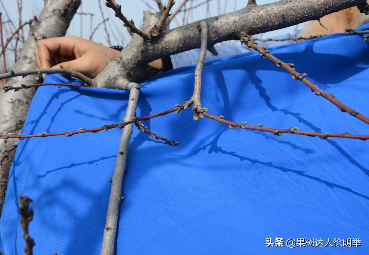 桃树修剪不长高,从没修剪过的老桃树复壮修剪