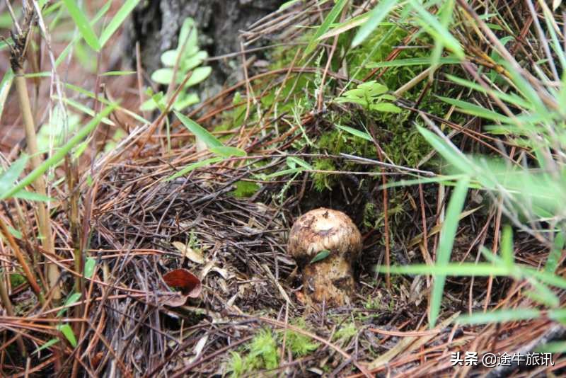 村里发展赤松茸产业助力乡村振兴,保护松茸资源助推乡村振兴