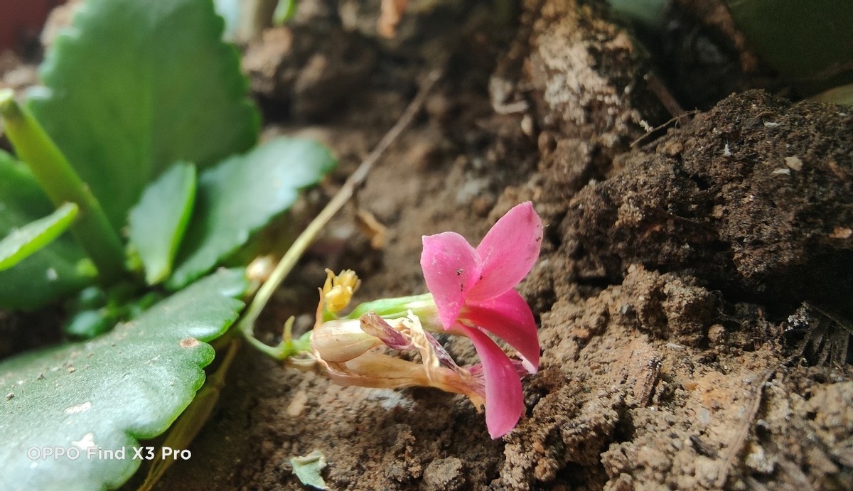 小米11pro和oppofindx3,oppofindx3最新旗舰手机