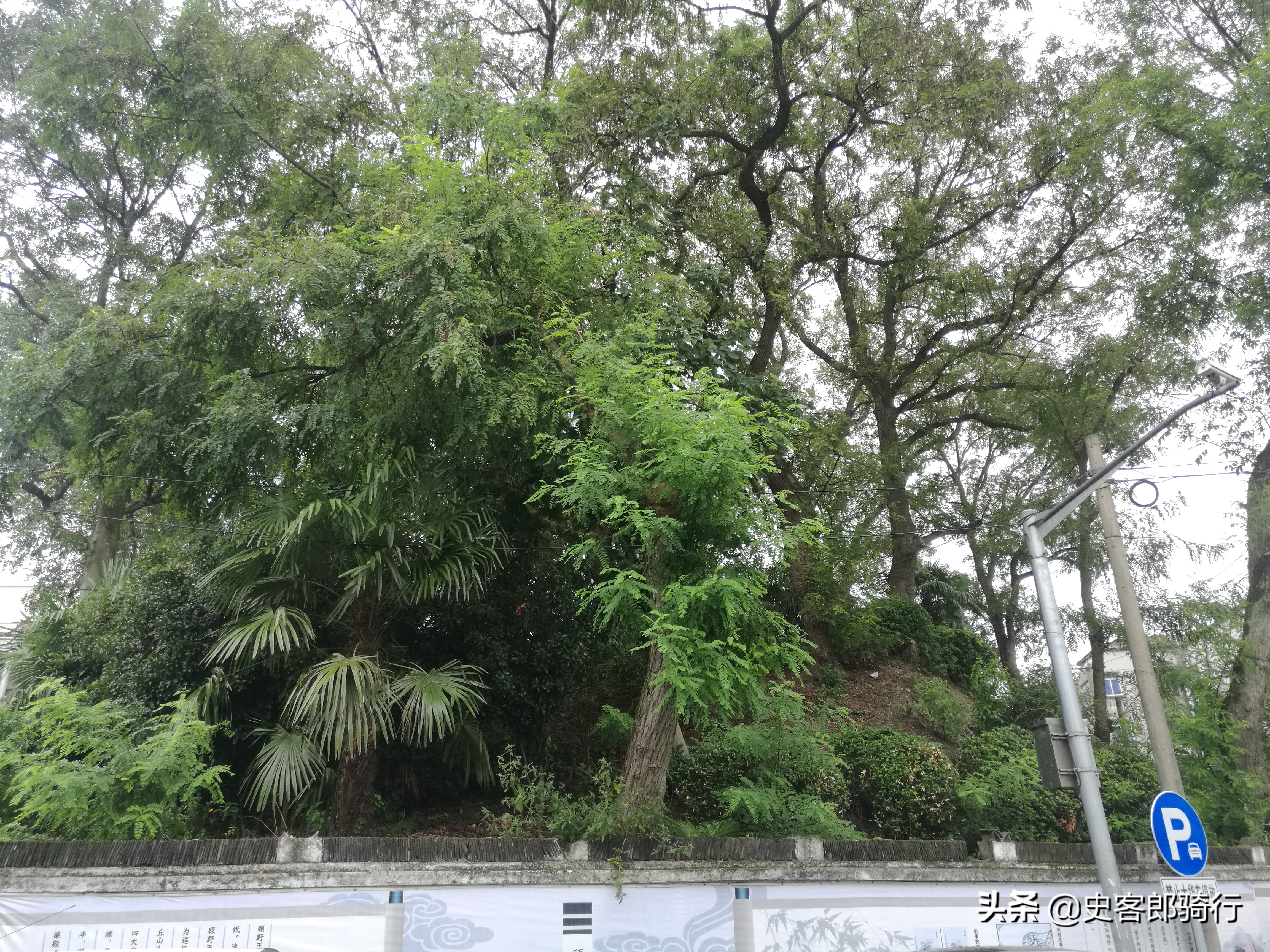 上海骑行看樱花,坐车看上海夜景