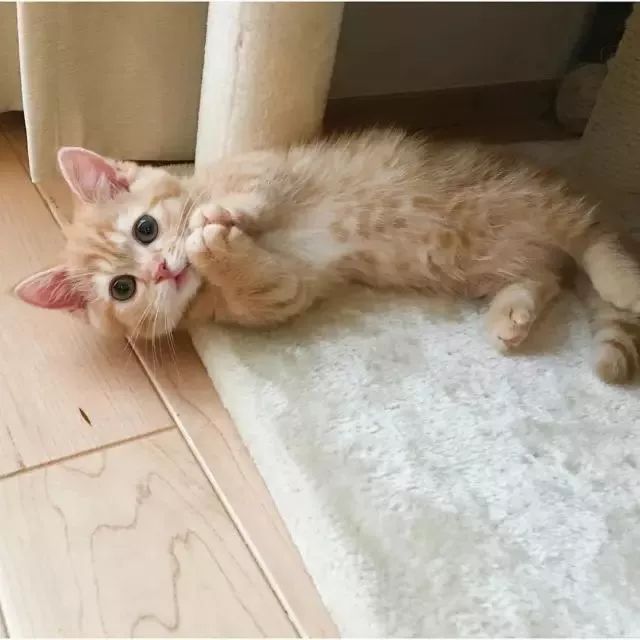 “不行了，我血槽已空，这么萌是怎么长得呢！？”