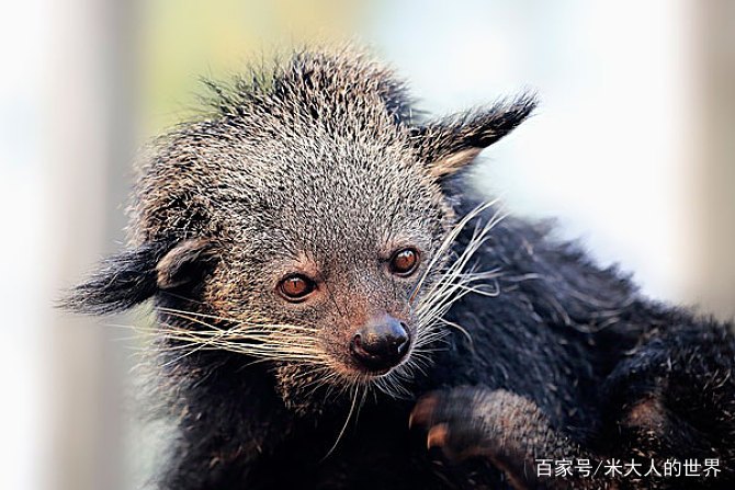熊狸特征,熊狸厉害吗