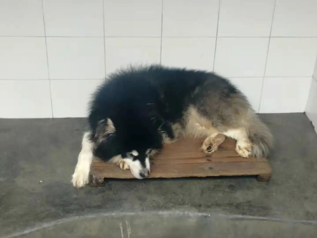 和平公园动物岛还有吗,和平公园可以喂动物吗