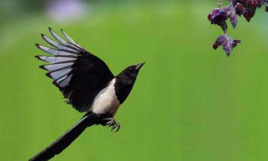 人不吃野生动物,老鹰不吃喜鹊是怎么回事