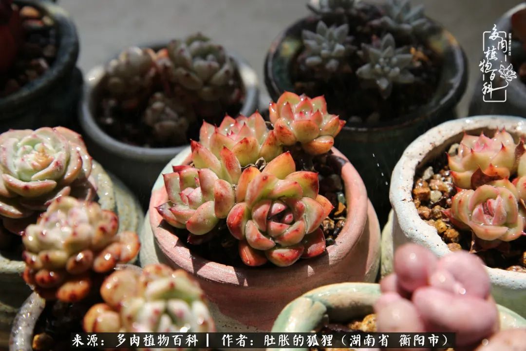 多肉用大盆养好还是用小盆养,多肉用石子养好还是用土养好