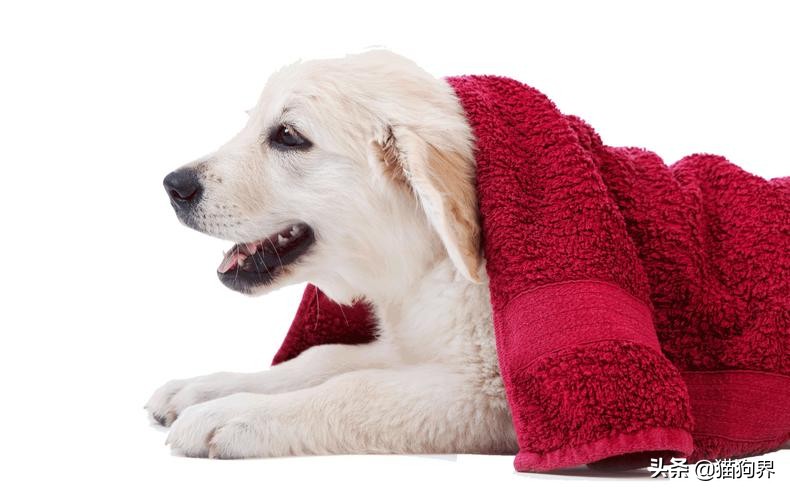 狗狗受惊吓后应激反应,狗狗应激反应会有尿吗