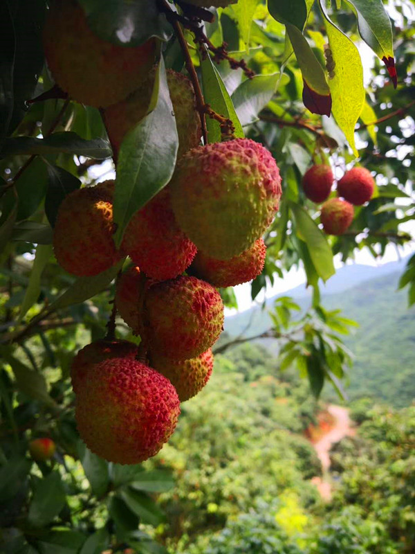 海南澄迈县荔枝妃子笑,海南妃子笑荔枝现摘现发核小汁甜
