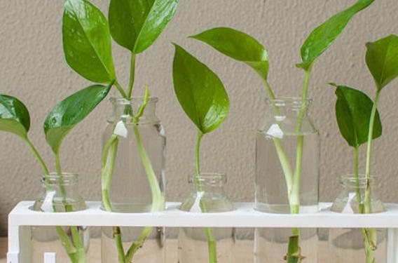 水培绿萝养殖方法的注意事项,水培绿萝怎么修剪根须