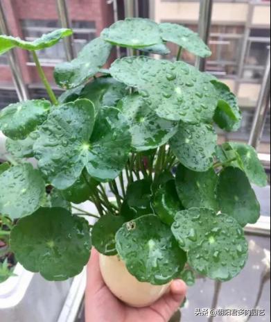 养铜钱草水里边有虫子放点什么,养铜钱草的水里有青苔