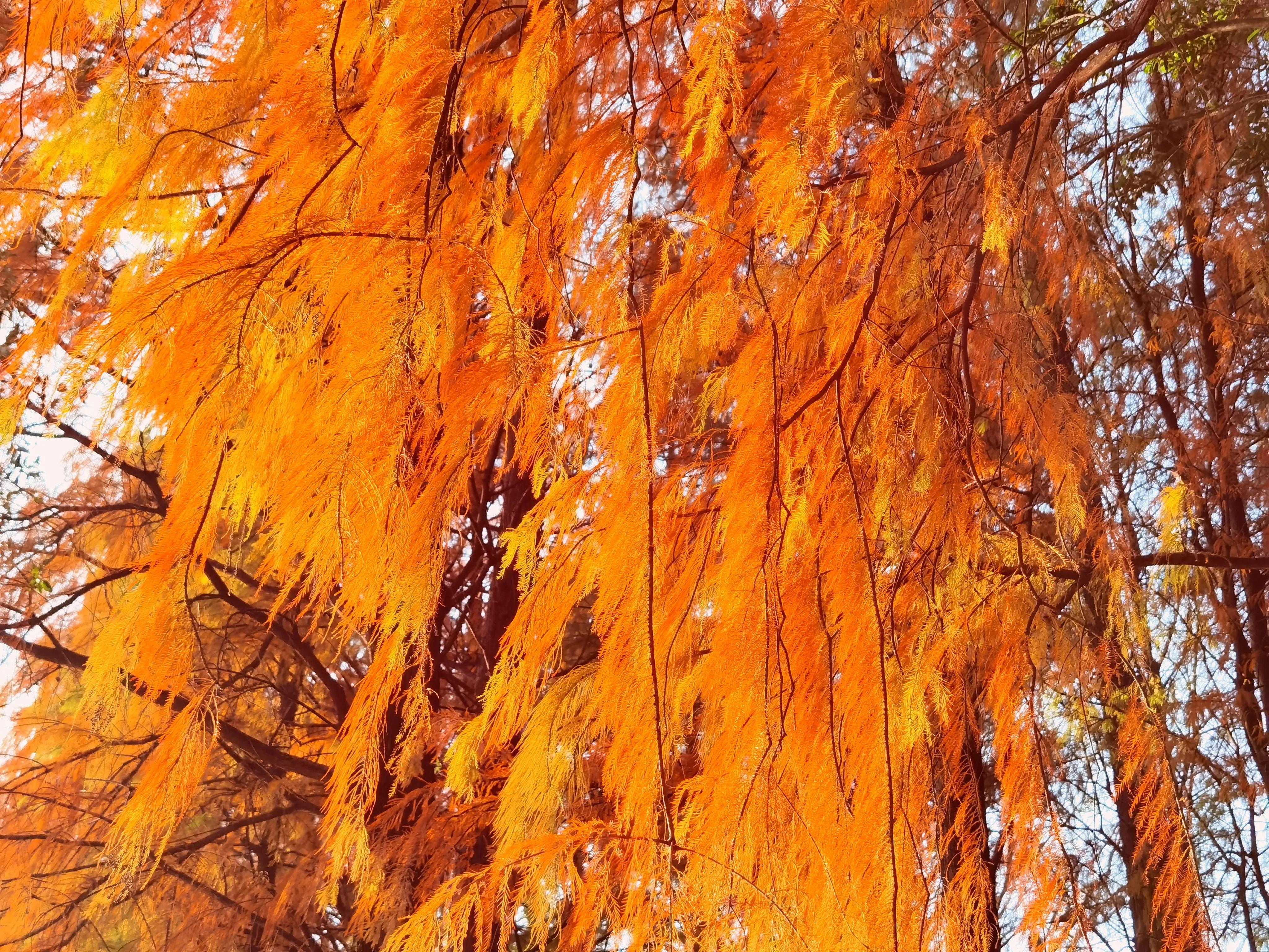 桂林：冬季到桂湖来看景