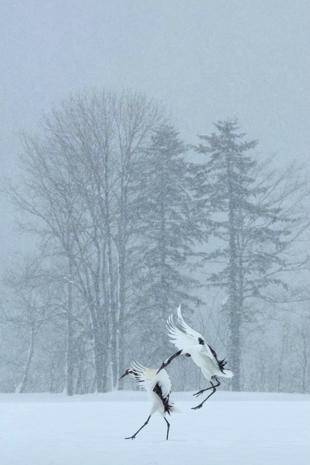 生态摄影师相机,生态摄影著名摄影家