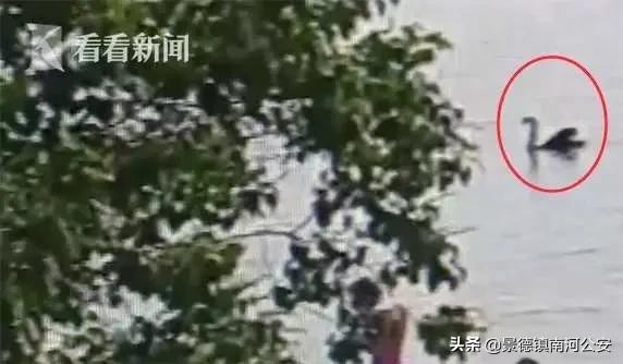 别人说我癞蛤蟆想吃天鹅肉,癞蛤蟆想吃天鹅肉你同意吗