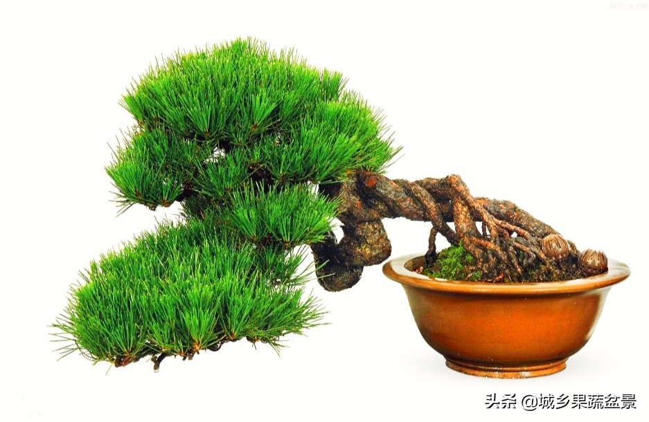 小黑松盆景的造型,黑松盆景各种造型名称及图片