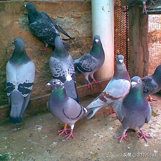 鸽子衣原体的症状怎么治疗,信鸽衣原体