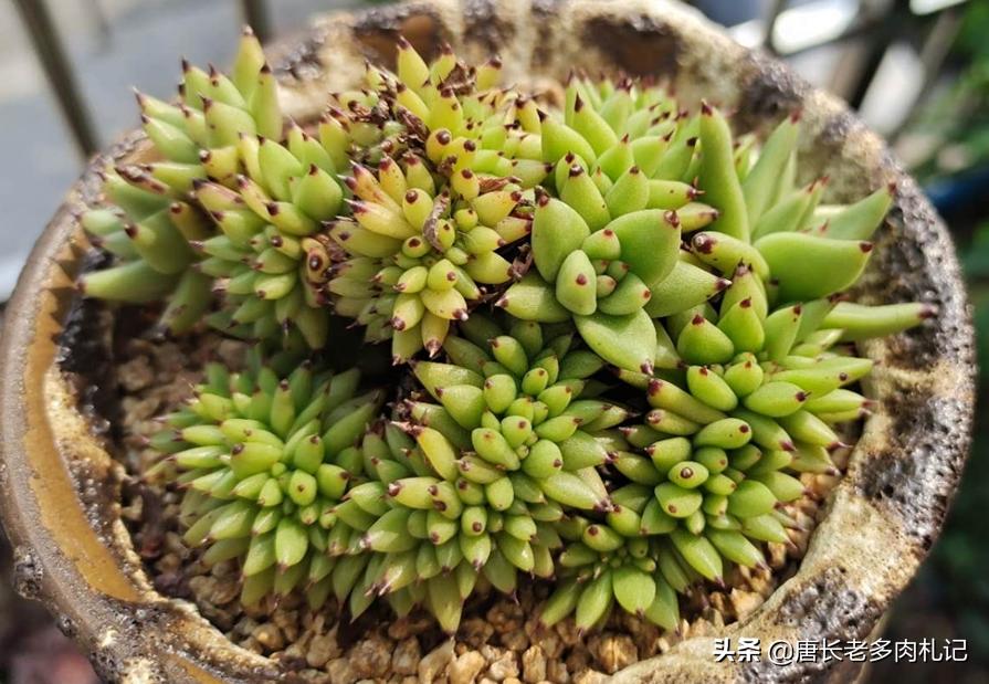 多肉被虫子啃空了,多肉叶子被虫子吃空了