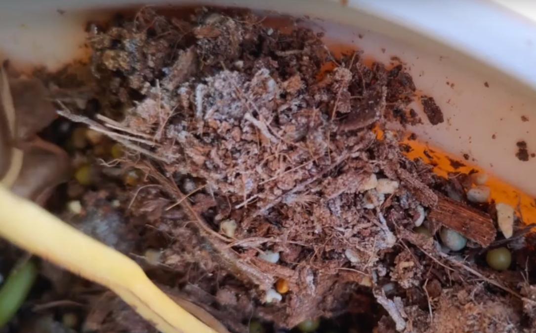 养花土壤怎么排盐碱化快,养花怎么避免土壤碱化板结