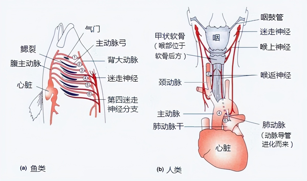科学家说人是由鱼进化而来,那么现在人体内还保留着哪些证据呢?