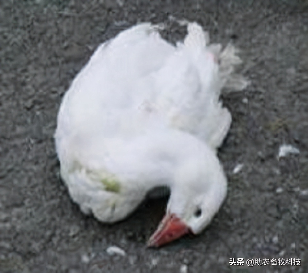 鹅肠道病的症状与治疗,快速判断鹅病的四种方法