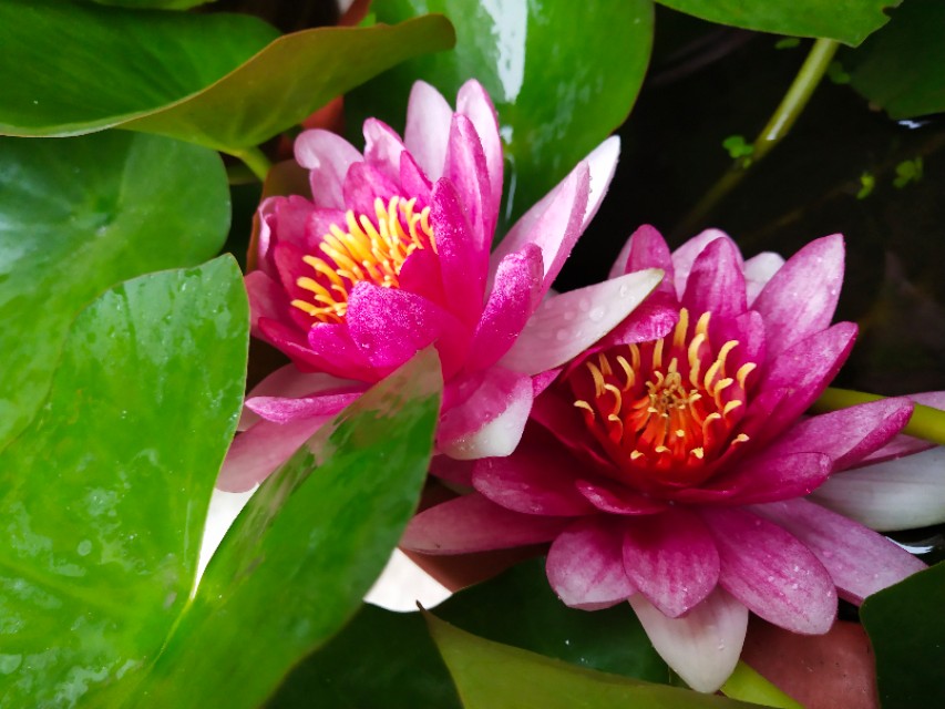 花笺记——我和花朵等来的不是你，却是七月最后一场雨