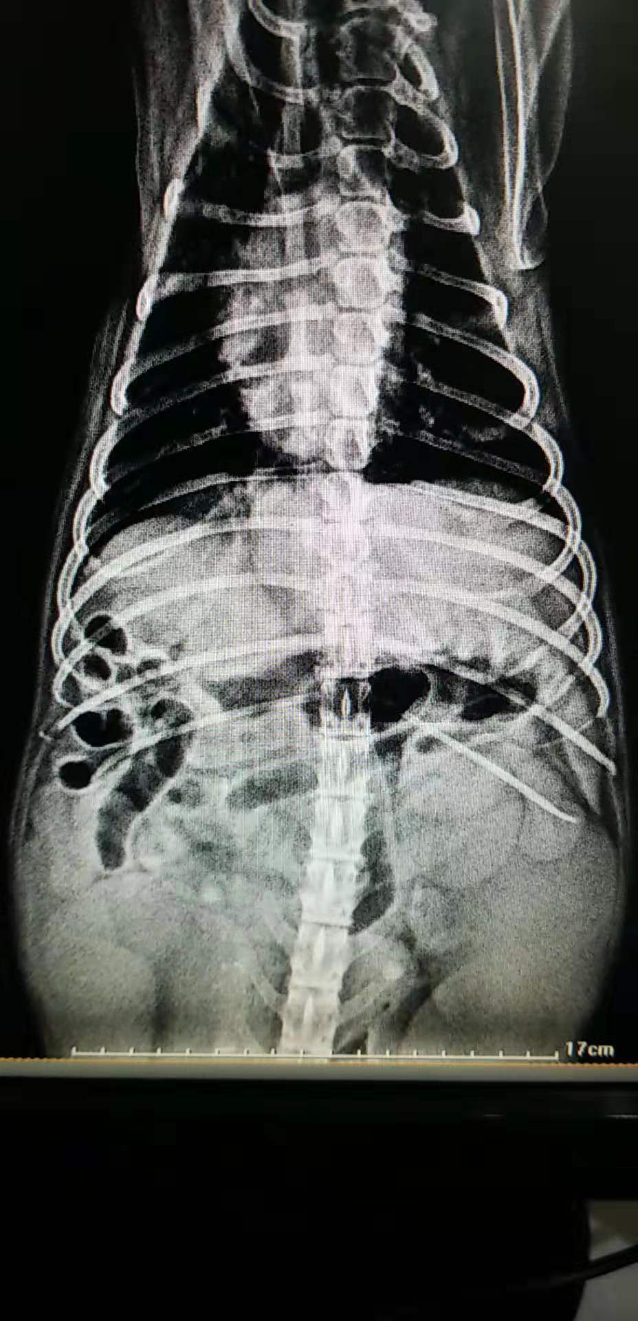 犬的子宫蓄脓病历论文,猫子宫蓄脓在家治疗方法及剂量