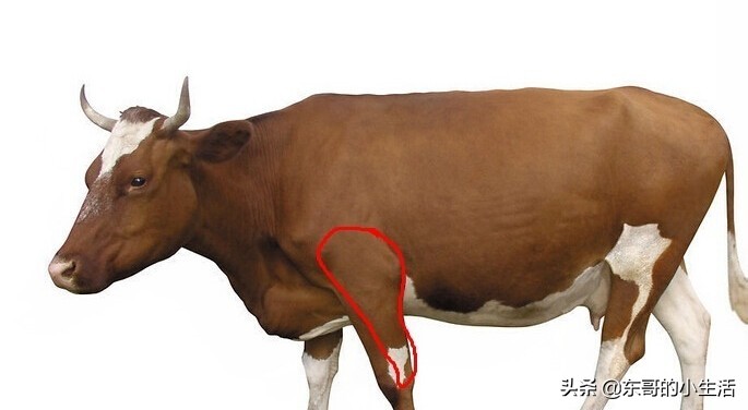 牛身上的肉各部位回民的叫法,牛身上哪个部位的肉最适合烤肉