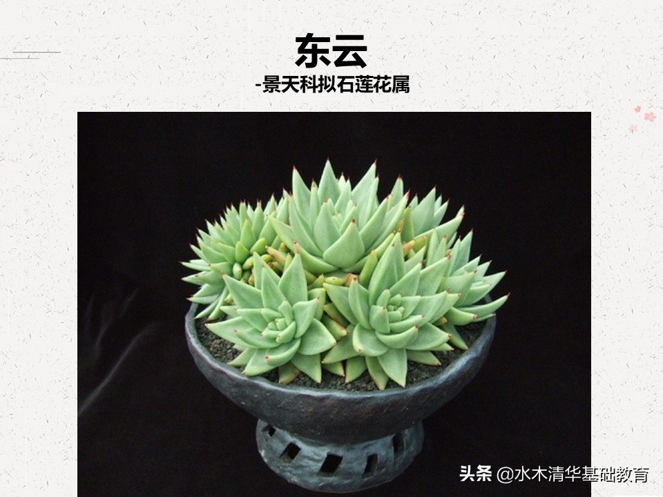 梦幻女王多肉植物百科图谱,原产地多肉植物图谱pdf