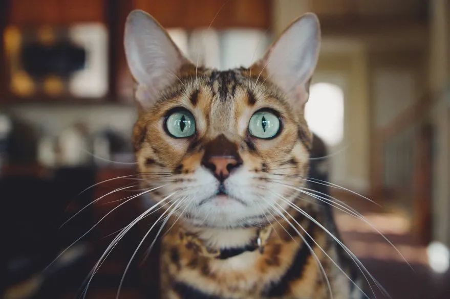 捡到猫咪的胡子,收集猫咪胡须会有好运嘛