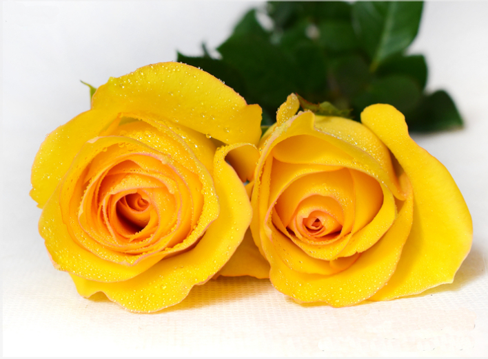 武夷岩茶品种黄玫瑰,武夷黄玫瑰品种介绍