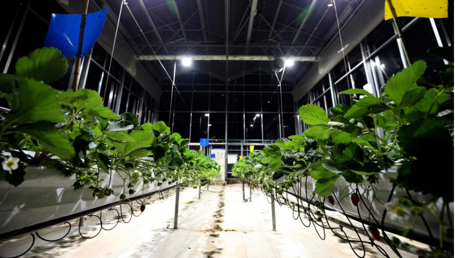 拼多多无货源模式的选品思路,拼多多农产品运营技巧详解