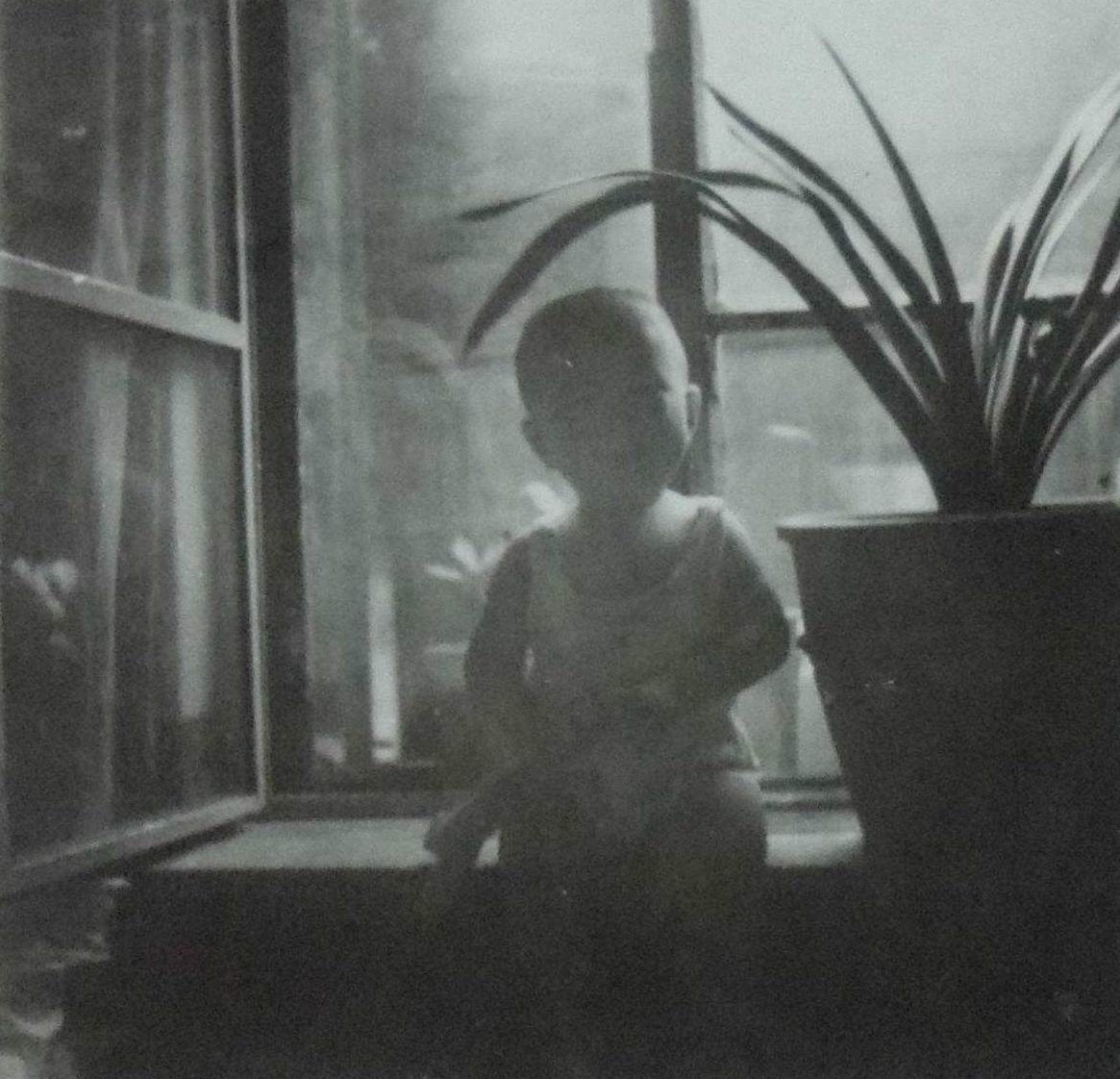 东北君子兰炒作事件,八十年代炒作君子兰