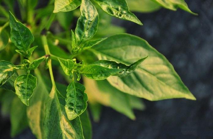 辣椒苗黄叶卷叶生长不旺盛怎样治,辣椒苗叶向下卷叶后干枯怎么回事