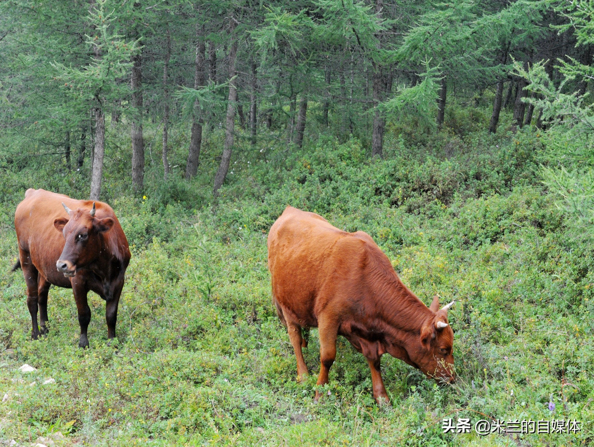 北京周边二日自驾游最佳路线图,北京周边自驾游两天一夜攻略草原