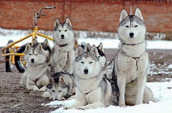 45种常见狗狗认几种主人,45种常见狗狗拉布拉多图片