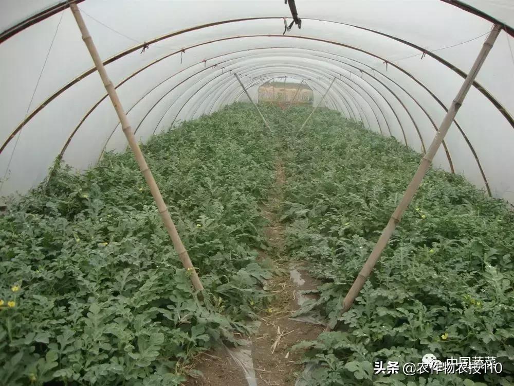 西瓜栽培技术全面的文字解释,西瓜栽培技术和方法