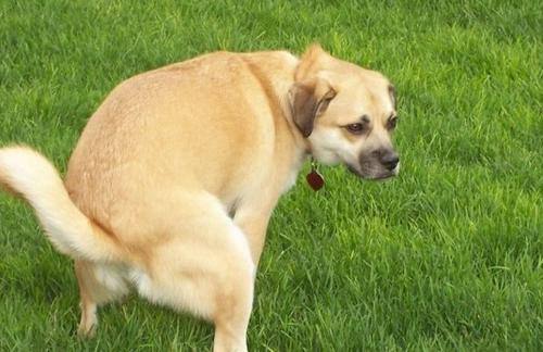 狗狗在笼子正常出来就随地大小便,如何解决狗狗随地大小便问题