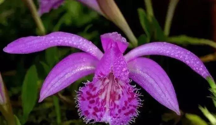 史上最全的兰花鉴赏,兰花品种之精品欣赏