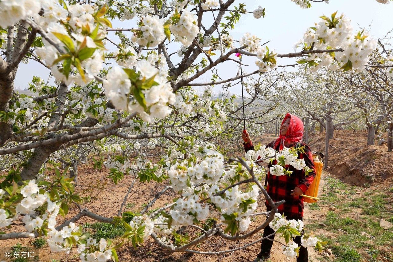 如何防治果树虫害,果树虫害识别与防治