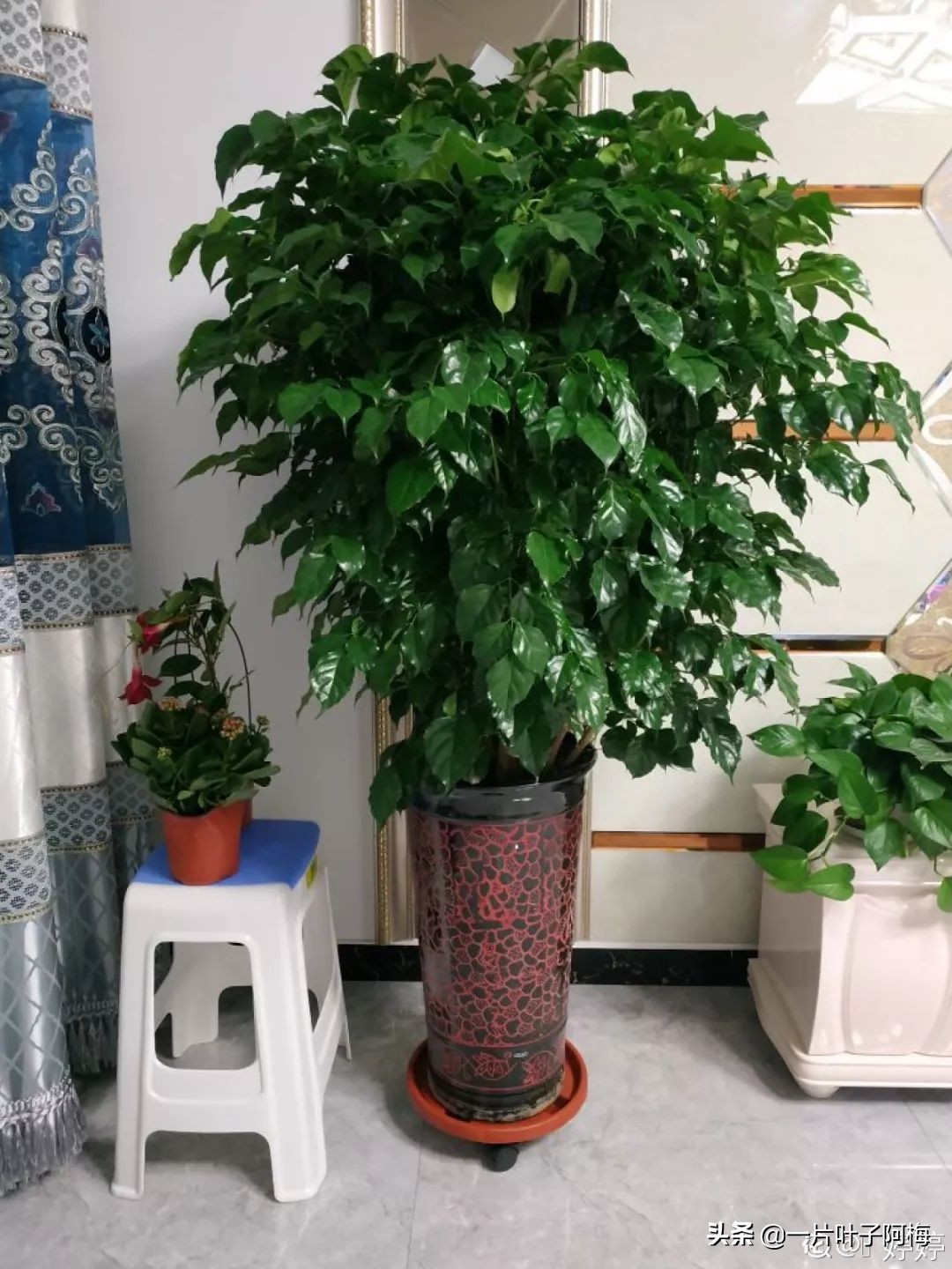 5个植物最招财,能开花又好养的植物又有寓意