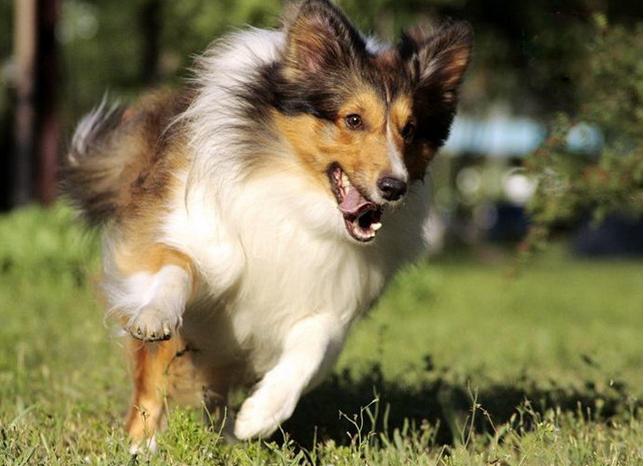 喜乐蒂犬寿命有多少年,喜乐蒂幼犬多大变形