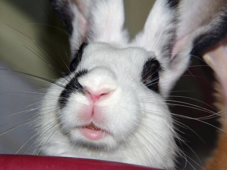 兔子眼皮发红怎么办,兔子脸肿了怎么处置