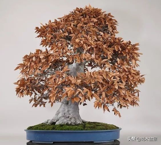 茶桌上养什么盆景植物,最好养的盆景植物推荐