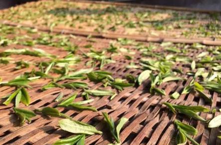 白茶常见的萎凋工艺有几种,白茶制作工艺简单只有萎凋