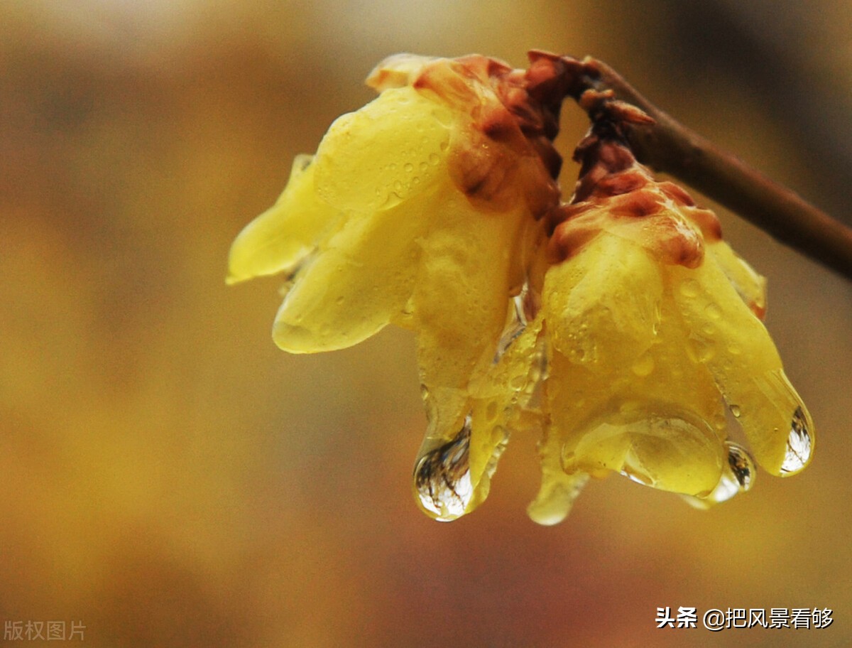 大渡口石锅鱼江湖菜,重庆石锅鱼江湖菜优惠套餐