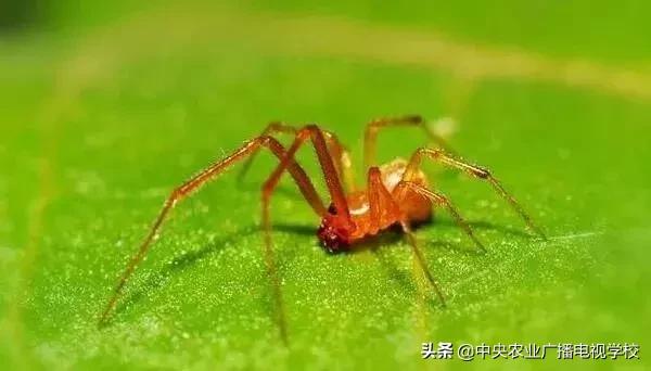 常见农业害虫的介绍图,农作物常见害虫种类及图片