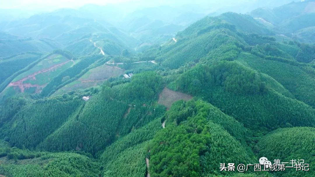 “仙草林”有什么致富宝？“罗曼粉”还可以下“金蛋.......