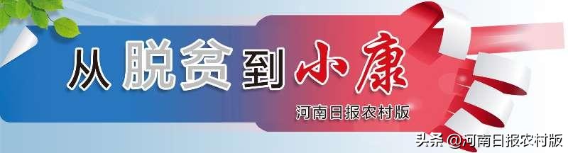 上蔡农民王线中：从“牛总”到“艾痴”，与艾草“结缘”，闯出致富路子