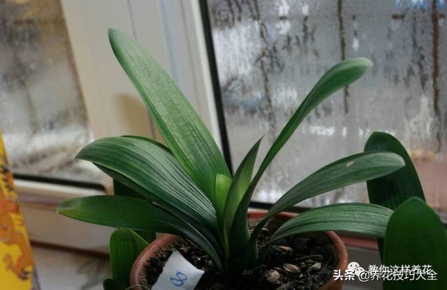 君子兰这样浇水,叶绿花大色更艳,一年能长6片叶
