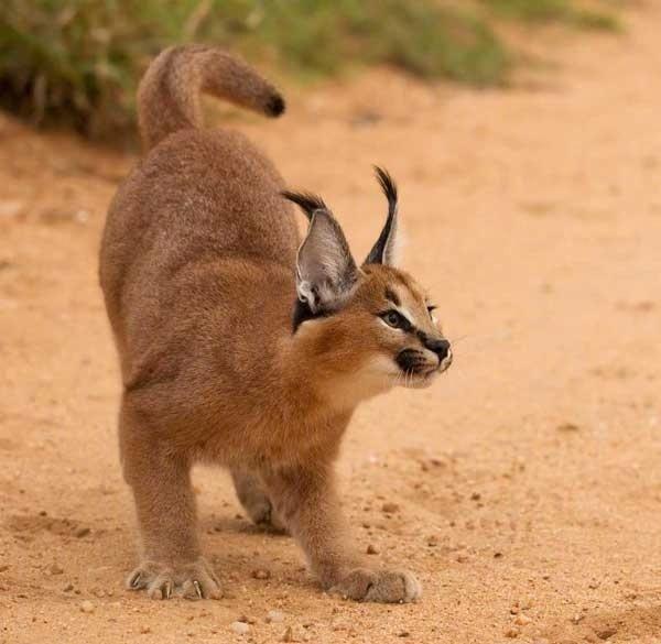 救援被捕兽夹夹住的男子,野生猞猁被人类救助