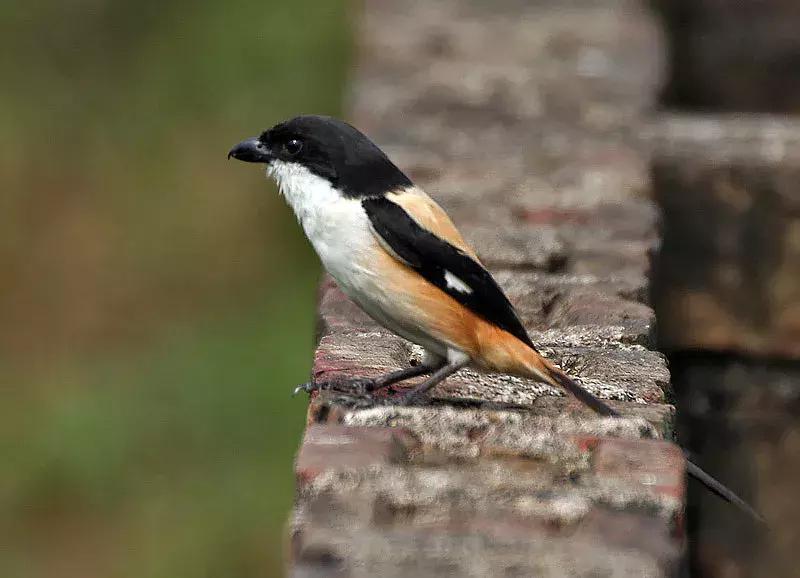 野生雀鹰的药效与作用,野生鸟内脏可以吃嘛